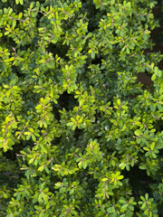 top view of japanese holly plant