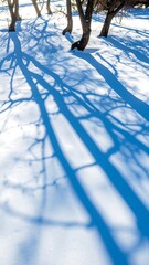 Snow-covered forest shadows