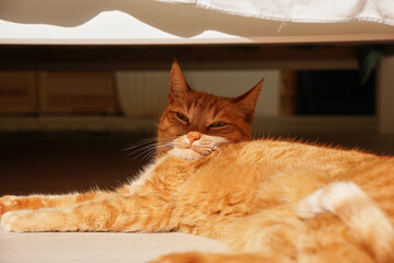 a ginger cat lies on the floor under the bed and basks in the sun