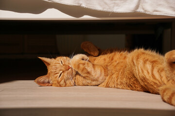 a cute ginger cat sleeping on its back with its belly up on the floor under the bed © Akhtiamova
