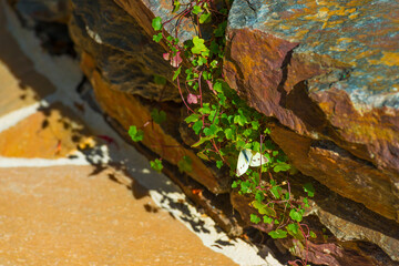 Butterfly in a colorful garden in bright sunlight in autumn Almere, Flevoland, The Netherlands, September, 2025