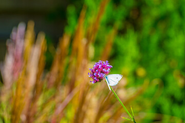 Butterfly in a colorful garden in bright sunlight in autumn Almere, Flevoland, The Netherlands, September, 2025
