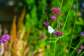 Butterfly in a colorful garden in bright sunlight in autumn Almere, Flevoland, The Netherlands, September, 2025