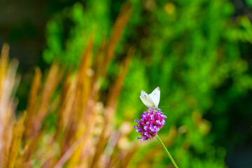 Butterfly in a colorful garden in bright sunlight in autumn Almere, Flevoland, The Netherlands, September, 2025