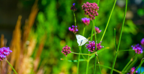Butterfly in a colorful garden in bright sunlight in autumn Almere, Flevoland, The Netherlands, September, 2025