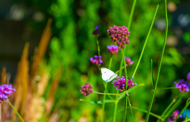 Butterfly in a colorful garden in bright sunlight in autumn Almere, Flevoland, The Netherlands, September, 2025