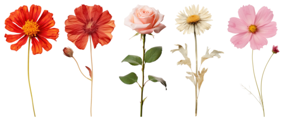 PNG Vibrant, delicate, floral, diverse, colorful, element set on transparent background