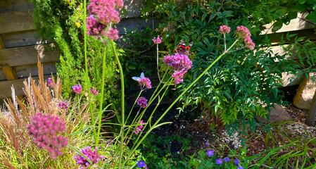 Butterfly in a colorful garden in bright sunlight in autumn Almere, Flevoland, The Netherlands, September, 2025