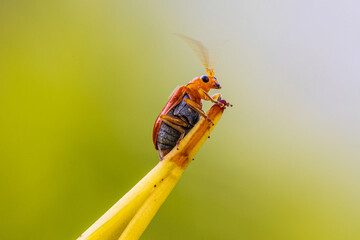A little bug on the leaf.