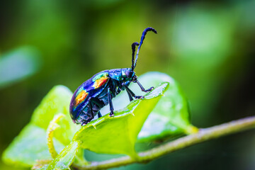 A little bug on the leaf.
