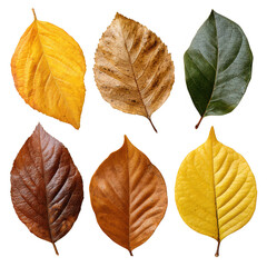 Nostalgic set of pressed autumn leaf in yellow, green, and brown color, isolated on transparency background. natural collection showing seasonal foliage and life cycle change