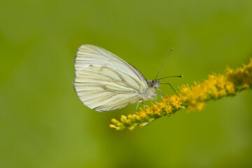 Macro close-up of a white butterfly resting on goldenrod blossom	