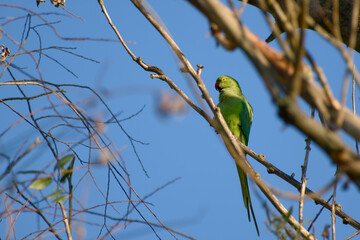 Female rose-ringed parakeet enjoying sunny morning	
