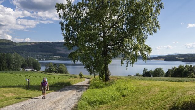 Woman on pilgrimage on a quiet path, in the background Lake Mj&oslash;sa or Mjosa, Olavsweg or Olavsleden, near Tangen, Norway