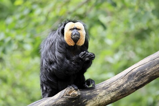 White-headed Saki (Pithecia pithecia), adult, on tree, male, vigilant, South America