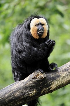 White-headed Saki (Pithecia pithecia), adult, on tree, male, vigilant, South America