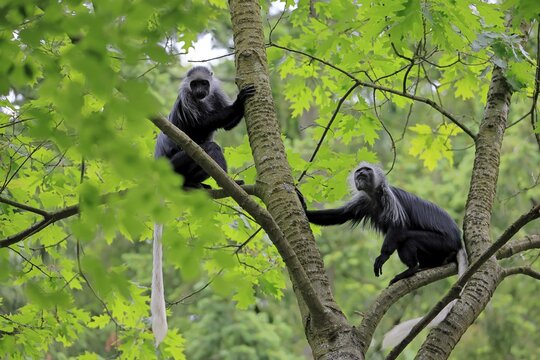 White-bearded snub-nosed monkey (Colobus polykomos), adult, two, sitting, on tree, foraging, vigilant