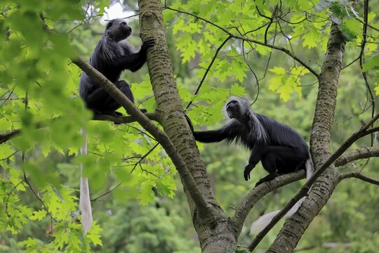 White-bearded snub-nosed monkey (Colobus polykomos), adult, two, sitting, on tree, foraging, vigilant