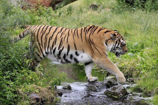 Siberian tiger (Panthera tigris altaica), adult, male, running, at the water's edge