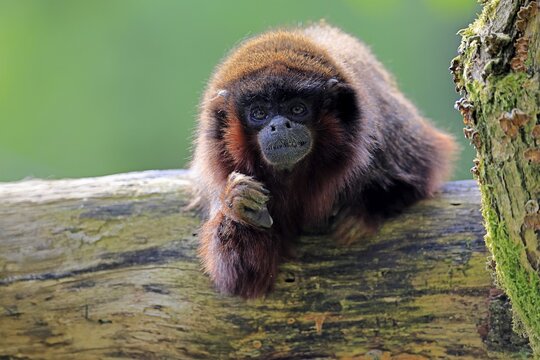 Coppery titi (Plecturocebus cupreus, Syn.: Callicebus cupreus), adult, portrait, tree trunk, South America