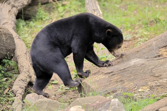 Malayan bear (Helarctos malayanus), adult, foraging, feeding, alert, Southeast Asia