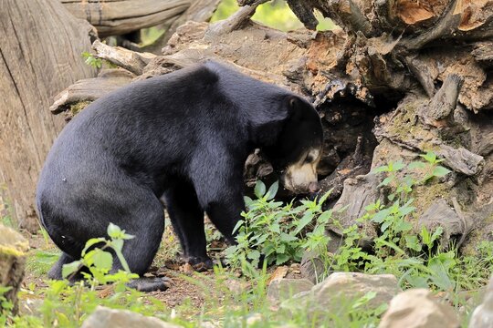 Malayan bear (Helarctos malayanus), adult, foraging, alert, Southeast Asia