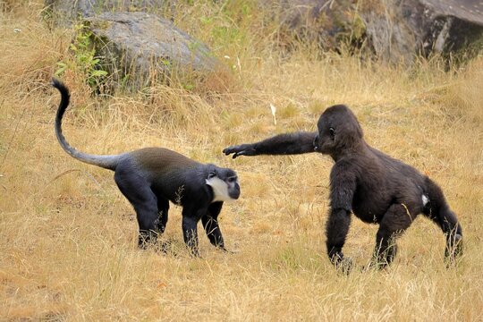 L'Hoest's monkey (Allochrocebus lhoesti, Syn.: Cercopithecus lhoesti), adult, on ground, playing, animal friendship, friendship, captive, Africa, Western gorilla (Gorilla gorilla), young animal, playful
