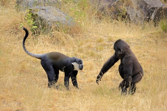 L'Hoest's monkey (Allochrocebus lhoesti, Syn.: Cercopithecus lhoesti), adult, on ground, playing, animal friendship, friendship, captive, Africa, Western gorilla (Gorilla gorilla), young animal, playful