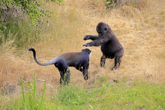 L'Hoest's monkey (Allochrocebus lhoesti, Syn.: Cercopithecus lhoesti), adult, on ground, playing, animal friendship, friendship, captive, Africa, Western gorilla (Gorilla gorilla), young animal, playful