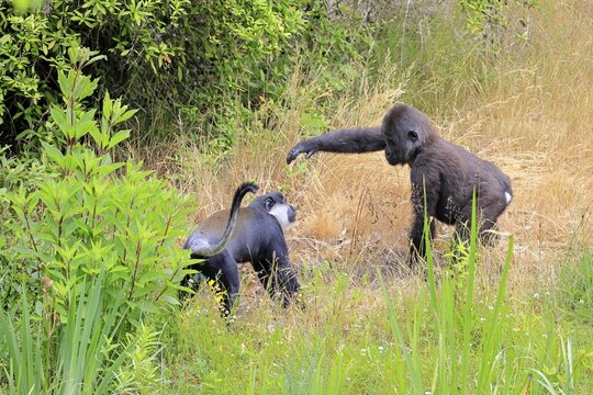 L'Hoest's monkey (Allochrocebus lhoesti, Syn.: Cercopithecus lhoesti), adult, on ground, playing, animal friendship, friendship, captive, Africa, Western gorilla (Gorilla gorilla), young animal, playful