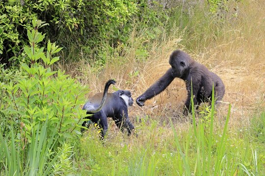 L'Hoest's monkey (Allochrocebus lhoesti, Syn.: Cercopithecus lhoesti), adult, on ground, playing, animal friendship, friendship, captive, Africa, Western gorilla (Gorilla gorilla), young animal, playful
