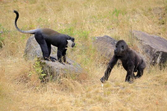 L'Hoest's monkey (Allochrocebus lhoesti, Syn.: Cercopithecus lhoesti), adult, on ground, playing, animal friendship, friendship, captive, Africa, Western gorilla (Gorilla gorilla), young animal, playful