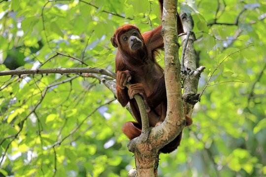Brown howler (Alouatta guariba), adult, on tree, alert, South America