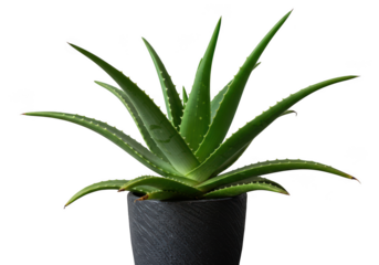 A healthy green aloe vera plant in a dark gray pot isolated on transparent background