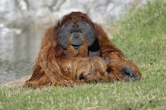 Sumatran orangutan (Pongo abelii) in captivity