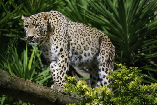 Persian leopard also known as Anatolian leopard or Caucasian leopard (Panthera pardus tulliana) in captivity
