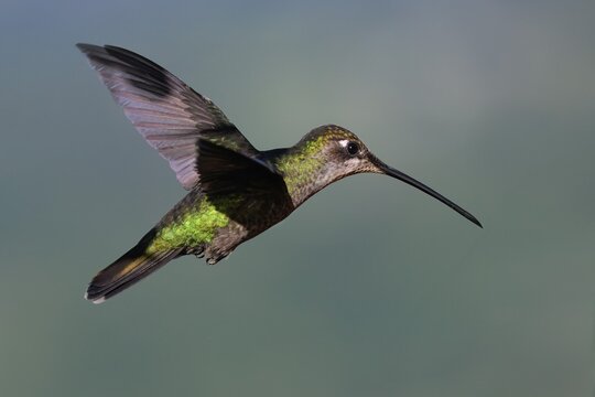 Flying Talamanca hummingbird or admirable hummingbird (Eugenes spectabilis), Costa Rica