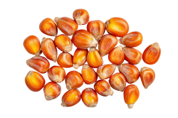 A bunch of corn kernels are spread out on a white background. The corn is ripe and ready to be eaten, png