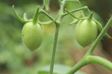 cherry tomatoes and freshness