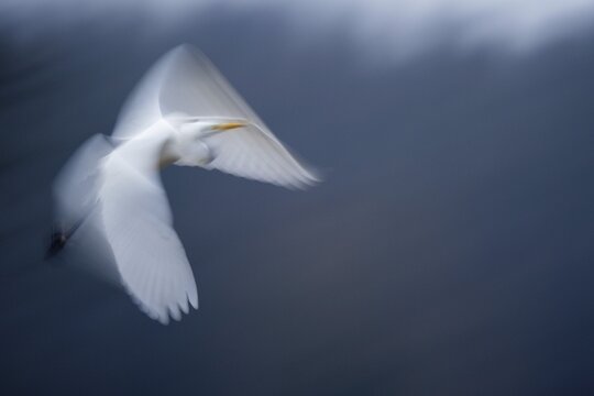 An egret (Ardea alba) in the air, flying, whose movements appear dynamic due to blurring, Hesse, Germany