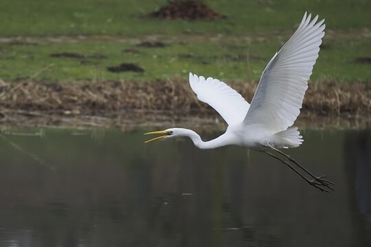 A Great White Egret (Ardea alba) flying parallel to the water with a green background, Hesse, Germany