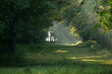 Hunting tower in the forest	