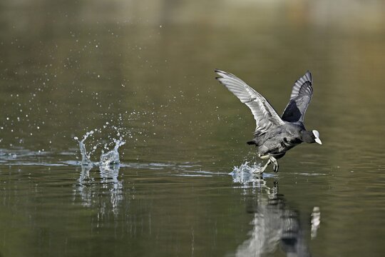 Eurasian Coot (Fulica atra), adult bird walking over water, Flachsee, Canton Aargau, Switzerland