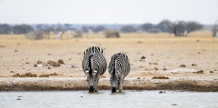 Plains zebra (Equus quagga), two zebras drinking at a waterhole, Nxai Pan National Park, Botswana