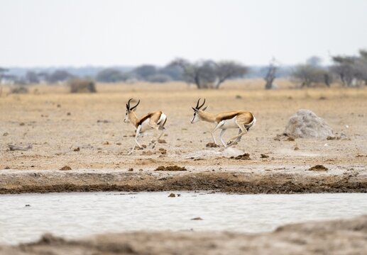 Springboks (Antidorcas marsupialis) two springboks chasing each other, Nxai Pan National Park, Botswana