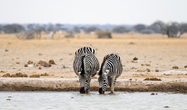 Plains zebra (Equus quagga), two zebras drinking at a waterhole, Nxai Pan National Park, Botswana