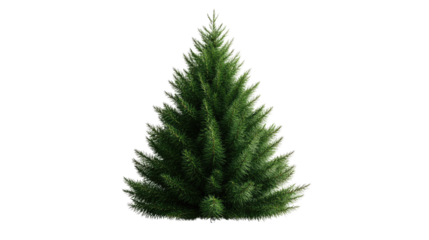 Vibrant Fir Tree isolated on white background. Lush green foliage, detailed rendering, perfect for design elements and seasonal projects. Isolated On Transparent and White Background