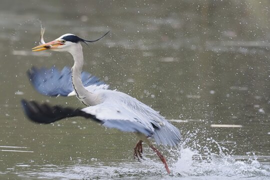 Grey heron (Ardea cinerea) with fish in its beak, running through the water with active wing flapping and splashing water, Hesse, Germany