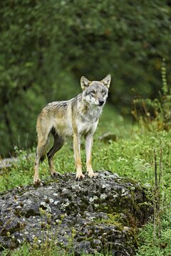European gray wolf (Canis lupus lupus), old animal standing on rock, captive, Switzerland