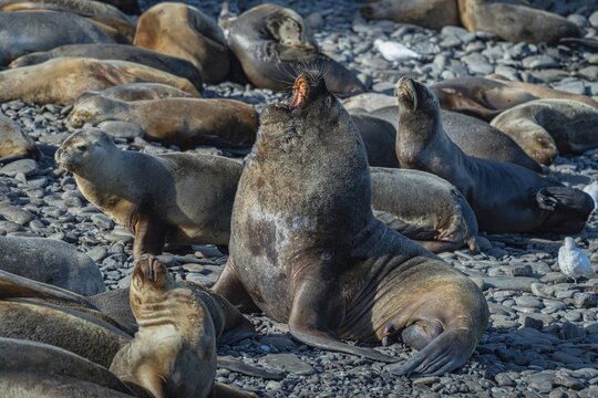 Male maned seal (Otaria flavescens) with harem on a beach, Bleaker Island, Falkland Islands, Great Britain, South Atlantic